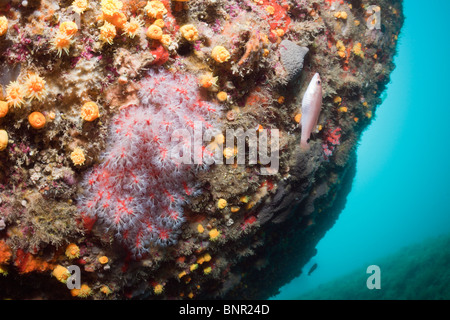 Les coraux précieux, Corallium rubrum, Cap de Creus, Costa Brava, Espagne Banque D'Images