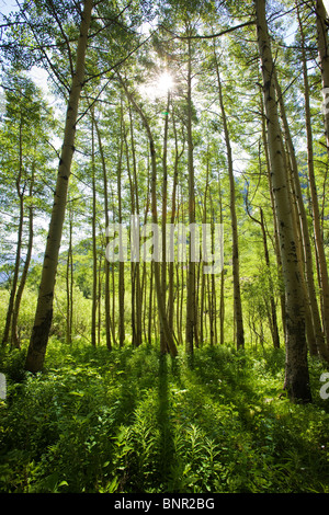 Les arbres et la forêt de trembles rétroéclairé, couvre-sol Maroon Bells Snowmass Wilderness Area, White River National Forest, Colorado, USA Banque D'Images