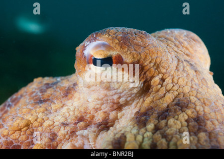 Oeil de poulpe commun, Octopus vulgaris, Cap de Creus, Costa Brava, Espagne Banque D'Images