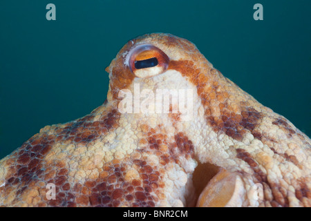 Oeil de poulpe commun, Octopus vulgaris, Cap de Creus, Costa Brava, Espagne Banque D'Images