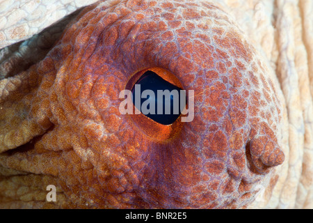 Oeil de poulpe commun, Octopus vulgaris, Cap de Creus, Costa Brava, Espagne Banque D'Images