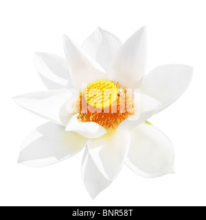 Fleur de Lotus isolé sur fond blanc Banque D'Images