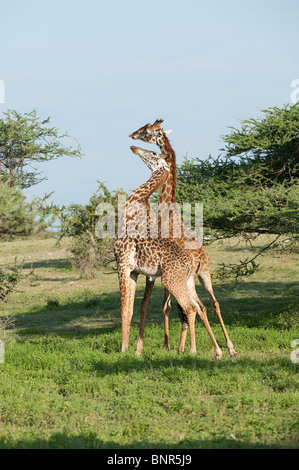 Combats de taureaux girafe, Serengeti, Tanzanie Banque D'Images