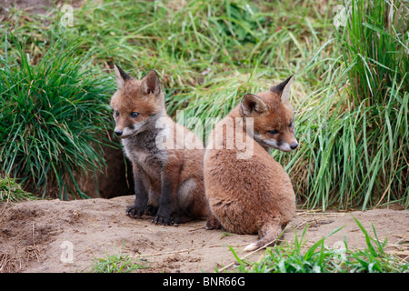 Le renard roux (Vulpes vulpes) oursons assis à l'entrée à la masse Banque D'Images