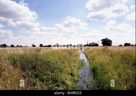 Terres agricoles rurales anglaises. Fossé de drainage rural traversant de longues herbes d'été avec des bâtiments de ferme au loin sous un ciel lumineux avec des nuages Banque D'Images