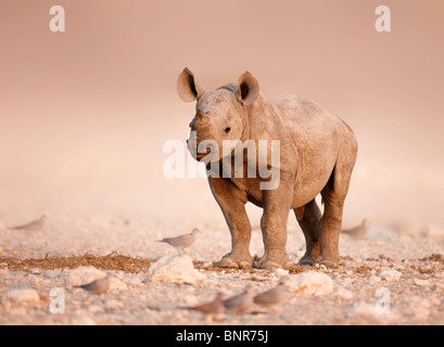 Bébé Rhinocéros noir seul se tenant sur des plaines salées d'Etosha (Namibie) Banque D'Images