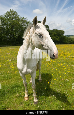 Cheval blanc dans un pré chargés de renoncules, pâturage Banque D'Images