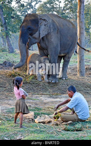 Népal - Parc national de Chitwan - Centre d'élevage d'éléphants Banque D'Images