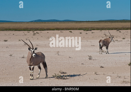 Gemsbuck Oryx gazella en Namibie Etosha Nationalpark Banque D'Images