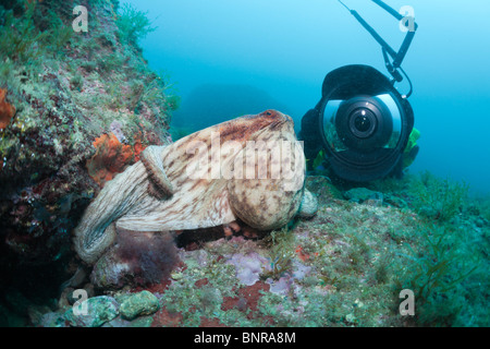 Poulpe commun et Underwaterphotographer, Octopus vulgaris, Cap de Creus, Costa Brava, Espagne Banque D'Images