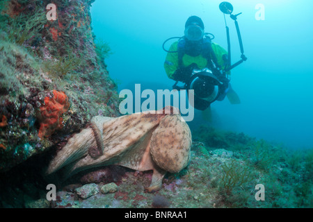 Poulpe commun et Underwaterphotographer, Octopus vulgaris, Cap de Creus, Costa Brava, Espagne Banque D'Images