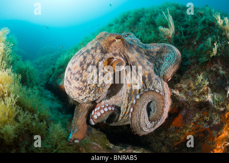 Poulpe commun sur Reef, Octopus vulgaris, Cap de Creus, Costa Brava, Espagne Banque D'Images