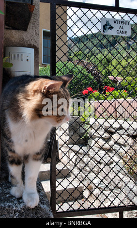 Un chat porte nera avec 'Attention au chien' sign Banque D'Images