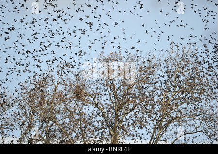 Volée d'étourneaux sansonnets (Sturnus vulgaris) l'atterrissage sur un arbre en hiver pour se reposer - Provence Banque D'Images