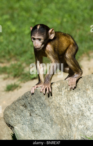 Macaque de barbarie, jeune bébé Banque D'Images