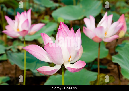 La floraison des fleurs de lotus dans un étang - Province de Kandal, Cambodge Banque D'Images