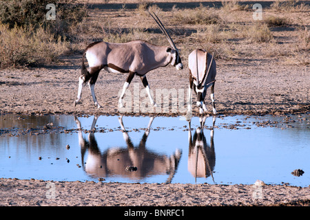 Oryx à un point d'eau dans le Parc National transfrontalier de Kgalagadi en Afrique du Sud et le Botswana Banque D'Images