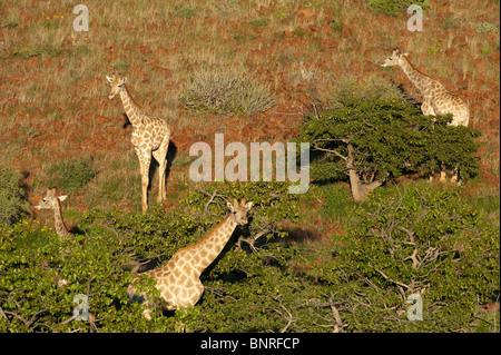 Les Girafes Giraffa camelopardalis alimentation angolais en Namibie Palmwag angolensis Banque D'Images