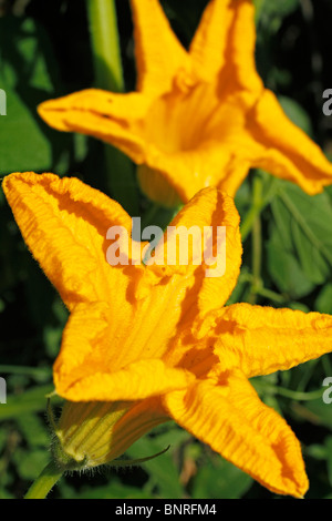 Fleurs de courge. Banque D'Images