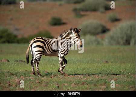 Zèbre de montagne de Hartmann Equus zebra hartmannae à Palmwag en Namibie Banque D'Images