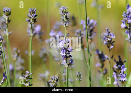 Lavandula angustifolia P. Mill. (Lavandula spica ou aussi Lavandula vera) - Lavande Anglaise ou lavande commune Banque D'Images