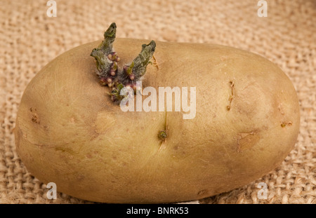 Un chitted montrant une pousse des pommes de terre de semence Banque D'Images