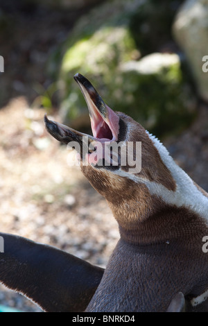 Pingouin Humbolt appelant au Zoo de Newquay Cornwall Banque D'Images