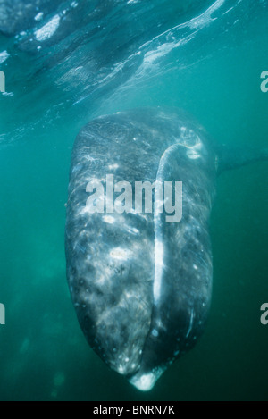 (Baleine grise, Eschrichtius robustus), sous-marin, San Ignacio Lagoon, Baja California, Mexique. Banque D'Images