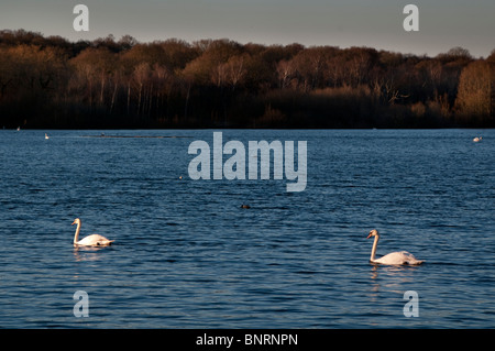 L'Europe, Royaume-Uni, Angleterre, Londres, Ruislip lido étang Banque D'Images