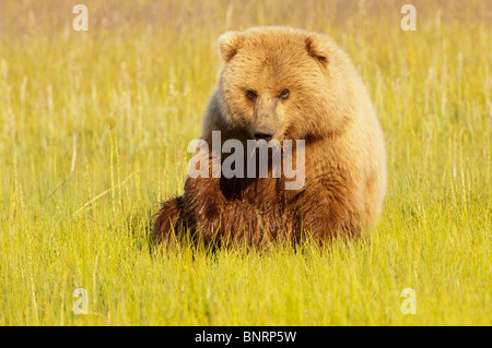 Stock photo libre de droit d'une côte de l'alaska ours brun dans une prairie de la lumière dorée du coucher du soleil Banque D'Images