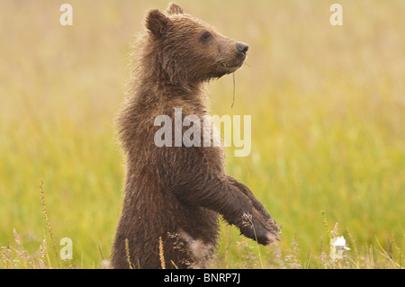 Stock photo d'un ourson brun côtières de l'Alaska debout dans un pré. Banque D'Images