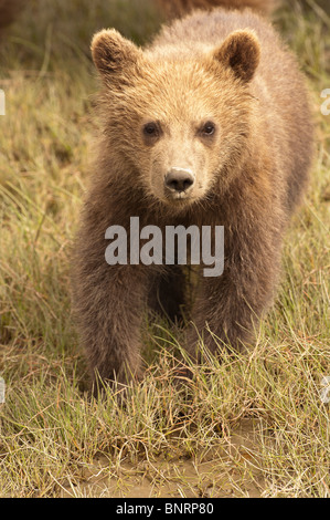 Stock photo d'un ourson brun côtières de l'Alaska à marcher vers la caméra, Lake Clark National Park de l'Alaska. Banque D'Images