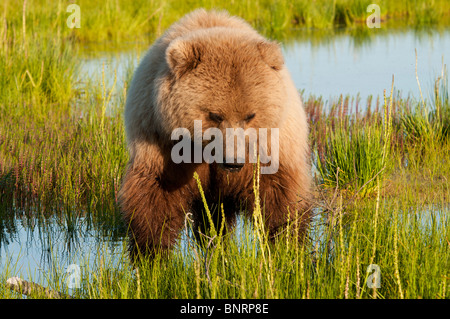 Stock photo libre de droit d'une côte de l'alaska ours brun dans une prairie de la lumière dorée du coucher du soleil Banque D'Images