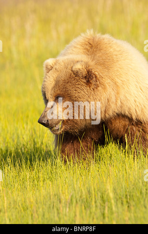 Stock photo libre de droit d'une côte de l'alaska ours brun dans une prairie de la lumière dorée du coucher du soleil Banque D'Images