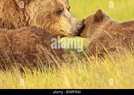 Stock photo d'un ours brun côtières de l'Alaska sow nuzzling son petit dans un pré. Banque D'Images