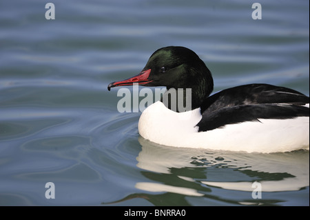 Male Harle bièvre (Mergus merganser) natation sur le lac Léman en hiver - Suisse Banque D'Images