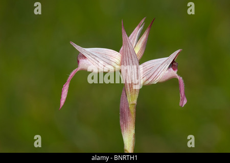 Orchidée Serapias lingua (langue maternelle) Banque D'Images