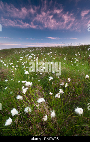 Mauvaises herbes de coton sur l'île de Runde Herøy kommune, Møre og Romsdal fylke, côte ouest de la Norvège. Banque D'Images