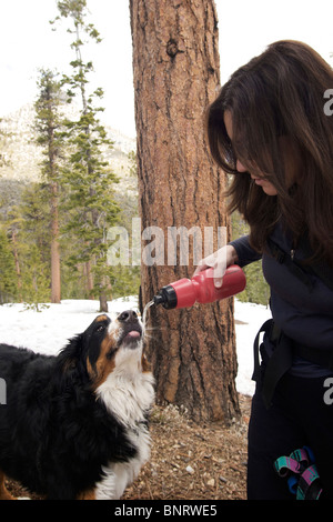 Un chien de l'eau potable dans les montagnes. Banque D'Images