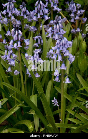 Bluebell espagnol (Hyacinthoides hispanica), stand de floraison. Banque D'Images