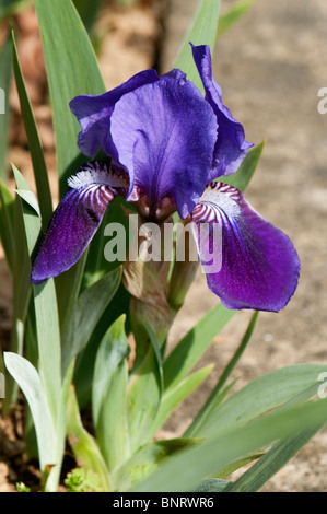 Iris (Iris barbata nana), variété : Pepita, fleur. Banque D'Images