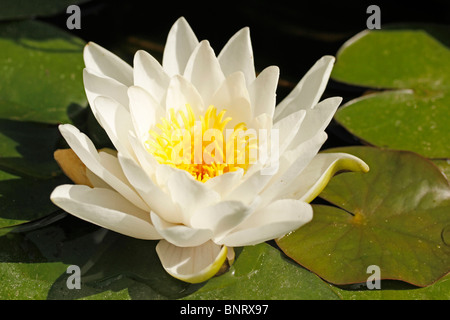 Nénuphar (Nymphaea alba) Banque D'Images