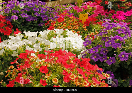 Pétunia pendula Banque D'Images