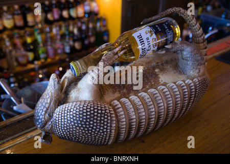 Pancho McGillicuddy's Mexican-Irish bar à Williams, Arizona, sur la Route 66 - stuffed armadillo Banque D'Images