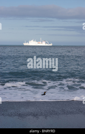 Un Manchot royal (Aptenodytes patagonicus) à venir à terre sur l'île de Géorgie du Sud, avec le navire Akademik Sergey Vavilov derrière Banque D'Images