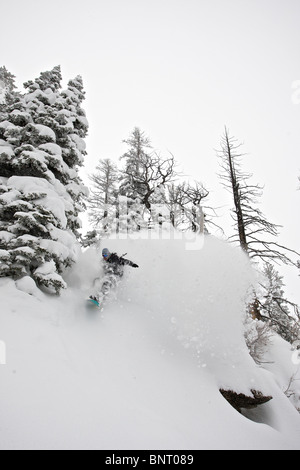 Un homme snowboards en poudreuse sur Teton Pass. Banque D'Images