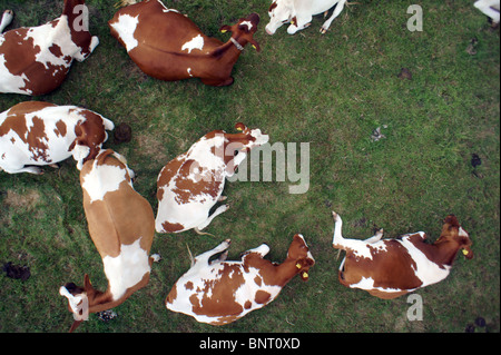 Aerial drop shot de ruminer dutch vaches dans un pré Banque D'Images