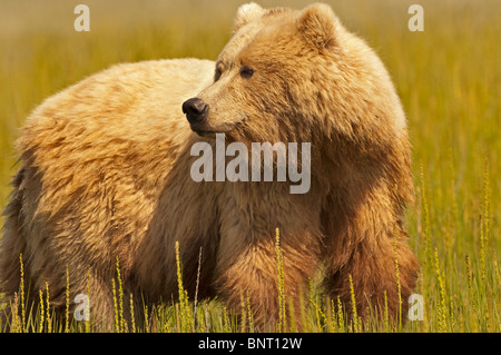 Stock photo libre de droit d'une côte de l'alaska ours brun dans une prairie de la lumière dorée du coucher du soleil Banque D'Images