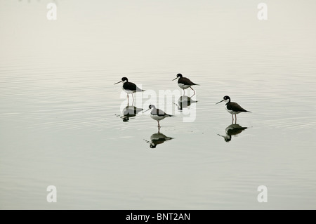 'Échasses, Himantopus mexicanus, dans un étang près de Aguadulce dans la province de Cocle, République du Panama. Banque D'Images