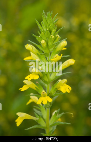 Glandweed Parentucellia viscosa (jaune) Banque D'Images